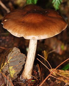 Sodfarvet Skærmhat (Pluteus cervinus)