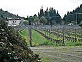 Vigneti/vineyards