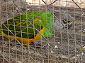 Mohrenkopfpapagei Senegal Parrot