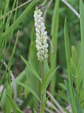 Miniatura para Polygala senega