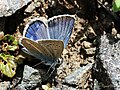 Polyommatus iphigenia Chelmos Blue Çokgözlü İfigenya