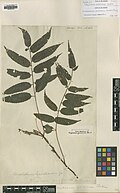 Polypodium guianense Aubl.  = Lomagramma guianensis (Aubl.) Ching BM000937942.jpg