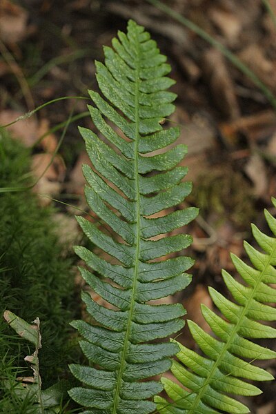 File:Polypodium vulgare (36463910845).jpg