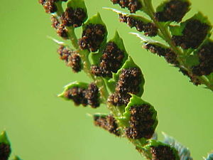 Polystichum Aculeatum