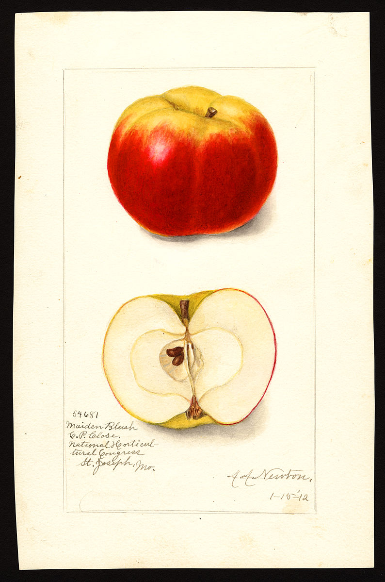Maiden Blush apple