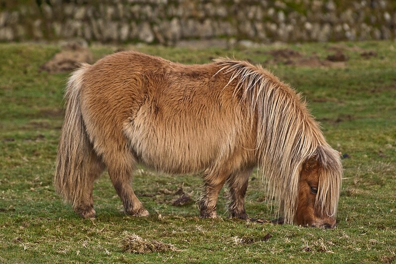 File:Pony grazing on Belstone Common, Dartmoor.jpg