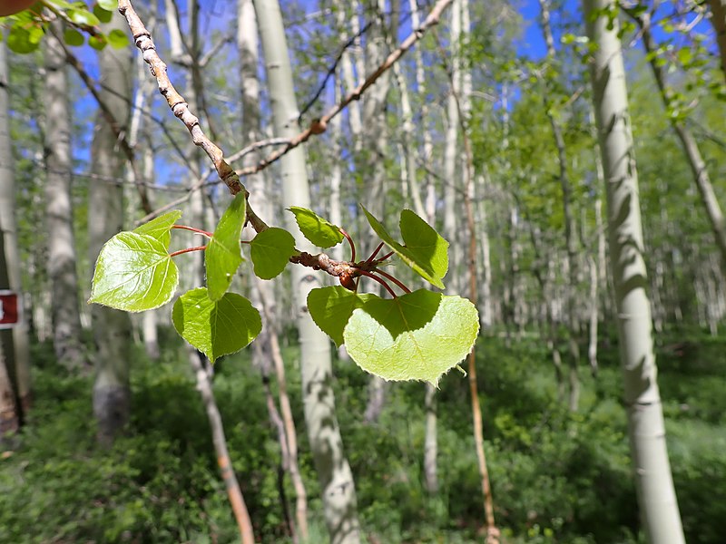 File:Populus tremuloides - quaking aspen - 52132201408.jpg