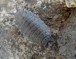 <i>Porcellionides</i> Genus of woodlice