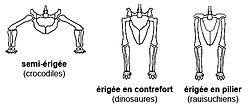 Trois représentations schématiques de l'agencement des os des membres arrières des archosaures, avec des postures de gauche à droite semi-érigée, érigée en contrefort et érigée en pilier.