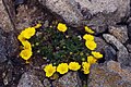 Potentilla aurea (Pyrenees)