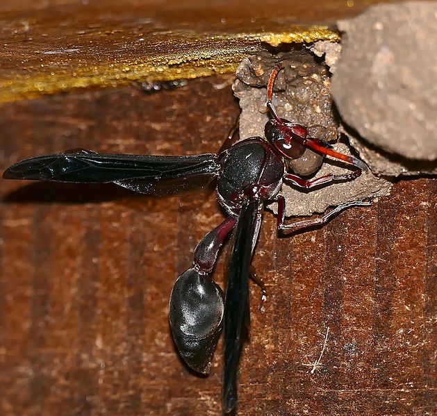 File:Potter Wasp (Delta emarginatum) building a cell ... (32722078904).jpg