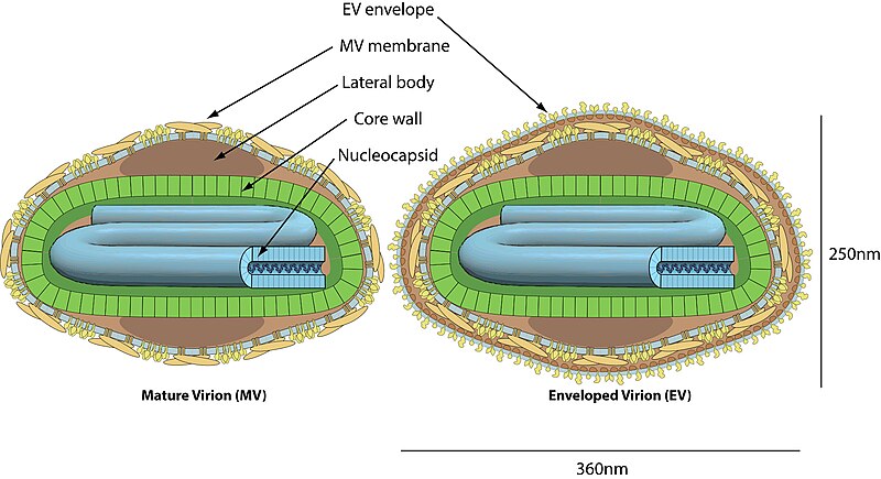 File:Poxviridae virion image- 1.jpg