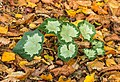 Prachtig nieuw blad van Cyclamen hederifolium tussen herfstbladeren van bomen.
