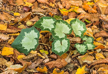 ไฟล์:Prachtig nieuw blad van Cyclamen hederifolium tussen herfstbladeren van bomen 01.jpg
