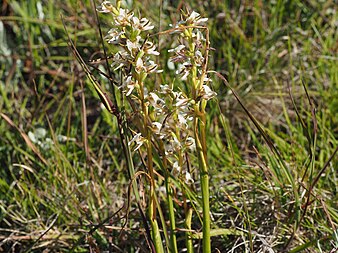 Prasophyllum dossenum habit Prasophyllum dossenum habit.jpg