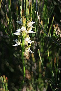 <i>Prasophyllum striatum</i> Species of orchid
