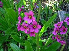 Primula parryi.JPG