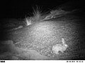 ארנבת סמית' אדומה (תצפית לילה)