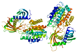 Ақуыз CPA4 PDB 2bo9.png
