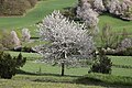 Prunus avium – třešeň v květu