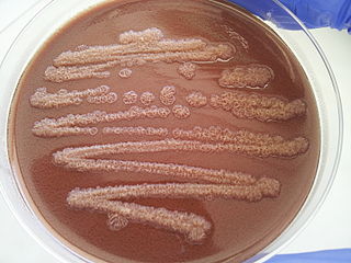 <i>Pseudomonas stutzeri</i>