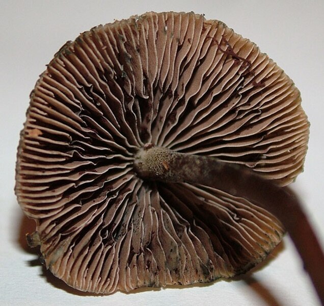 File:Psilocybe.aucklandii.2.jpg