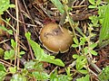 Psilocybe weilii in habitat.