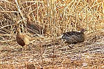Thumbnail for Double-spurred spurfowl