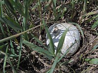 Puffball, an edible puffball mushroom, which closely resembles the immature Amanitas. PuffballMushroom.JPG