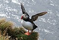 A puffin on Lundy - puffins are most commonly seen during the nesting season of April—July