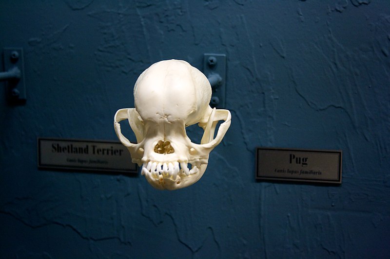 File:Pug skull.jpg