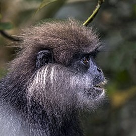 Purple-faced langur (Semnopithecus vetulus vetulus) head.jpg