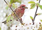 Thumbnail for File:Purple Finch 8675m.jpg