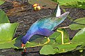 Mor Gallinule - Porphyrio martinicus, Everglades Ulusal Parkı, Homestead, Florida.jpg