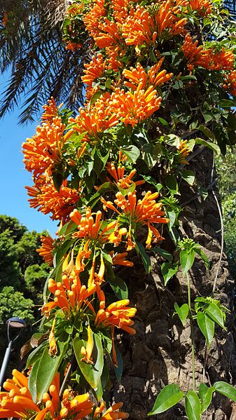 File:Pyrostegia venusta en Ceuta.jpg