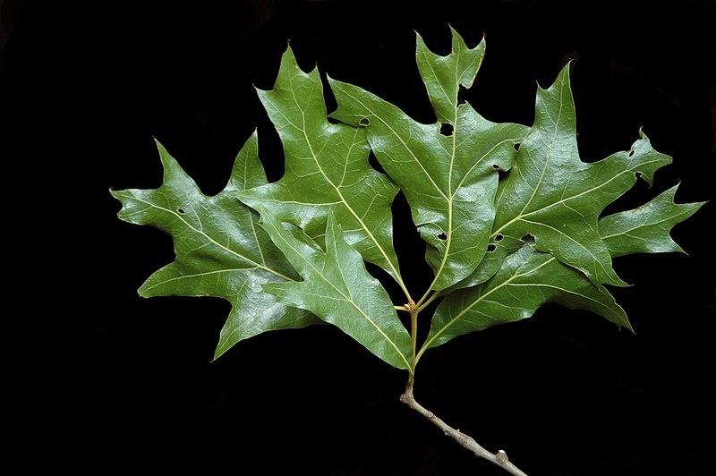 File:Quercus laevis (23558669774).jpg