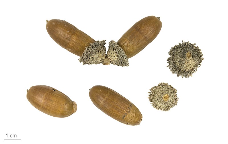 File:Quercus suber MHNT.BOT.2021.17.19.jpg