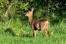 Роджур (Capreolus capreolus) на Ornö.jpg