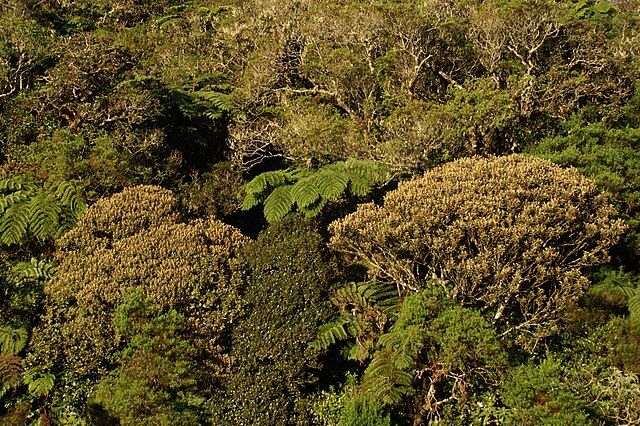 Forêt de bois de couleur des Hauts — Wikipédia