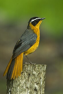 Rüppel's Robin-chat - Keňa S4E7933 (18740919094) .jpg