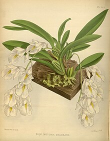 R. Warner & B.S. Williams - The Orchid Album - volume 08 - plate 363 (1889).jpg