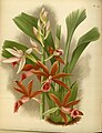 Phaius tankervilleae (as syn. Phaius grandifolius) Plate 502 in: R.Warner - B.S.Williams: The Orchid Album (1882-1897)