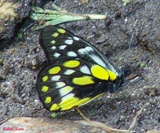 <i>Delias belladonna</i> Species of butterfly