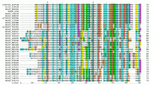 Multiple Sequence Alignment of the protein sequences to the left. Colors are used to display similarities among the sequences. RPLP0 90 ClustalW aln.gif