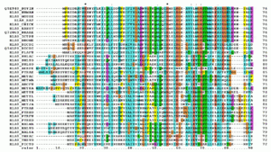 First 90 positions of a protein multiple sequence alignment of instances of the acidic ribosomal protein P0 (L10E) from several organisms. Generated with ClustalX. RPLP0 90 ClustalW aln.gif