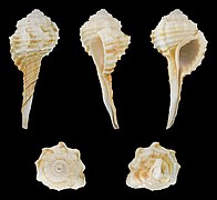 Ranularia springsteeni (Springsteen's Triton), shell