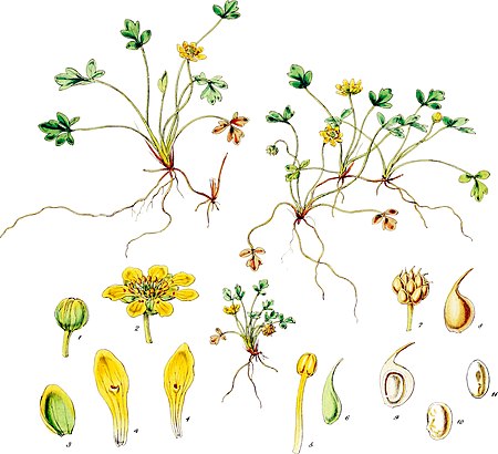 Plate II; Ranunculus acaulis Banks & Sol.; Fitch del; prel lith Linn imp