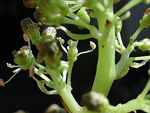 Flower of vitis vinifera