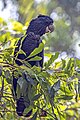 * Nomination Red-tailed black cockatoo (Calyptorhynchus banksii macrorhynchus) --Charlesjsharp 13:05, 17 February 2024 (UTC) * Decline  Oppose Unfortunately the focus in the leaves and the bird is OOF. --Plozessor 05:32, 18 February 2024 (UTC)