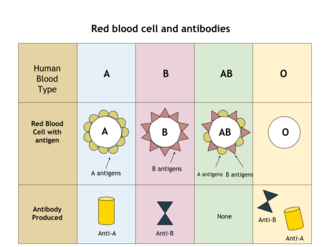 Red Blood Cell and Antibodies.png